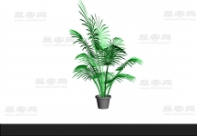 散尾葵3D模型