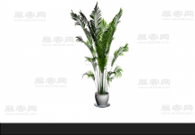 散尾葵3D模型