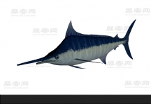 鲨鱼 3d模型