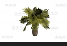 椰子树 3d模型