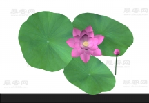 荷叶3D模型