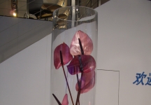 车展