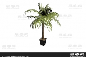 棕榈树 3d模型