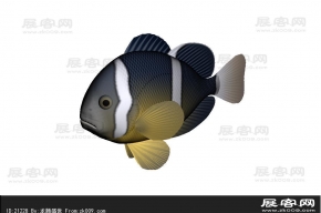 小丑鱼3D模型