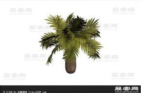 椰子树 3d模型