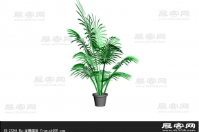 散尾葵3D模型