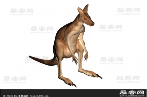 袋鼠 3d模型