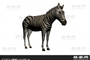 斑马3D模型