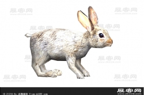 兔子3D模型