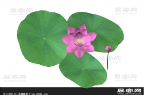 荷叶3D模型