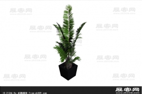 散尾葵3D模型