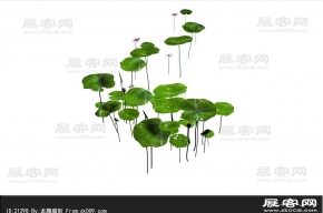 荷叶荷花3D模型
