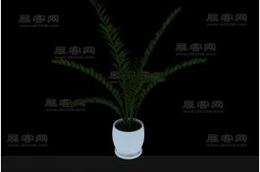 简单大方绿植